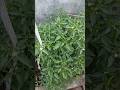 मिर्च के पौधे को तेजी से बढ़ाने का जबरदस्त तरीका #mirch #chiili #plants #trending