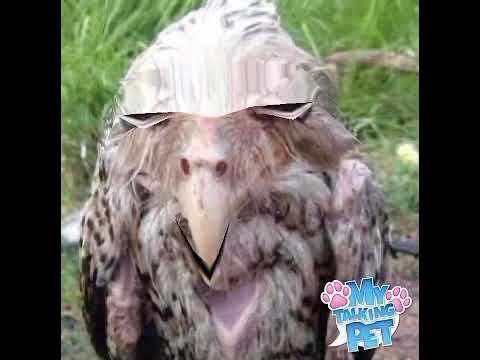 Солевая Сова запел!!! - YouTube