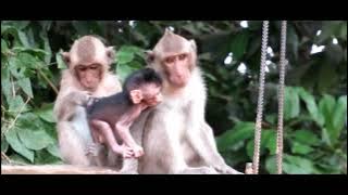 KWAMW MONKEY RAPING BABY MONKEY