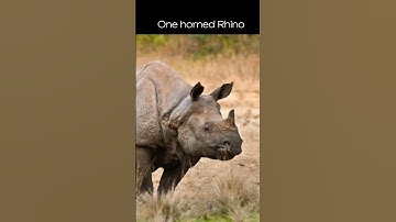 UPSC: IUCN Critically Endangered Species found in India #upsc #news #currentaffairs #banking #ssc