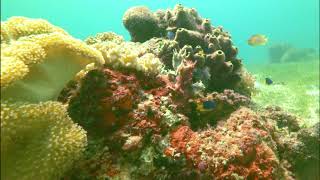 Colours and textures underwater screenshot 3