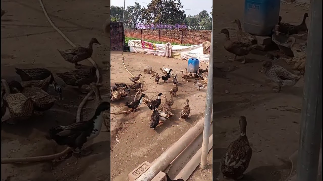 Chase & Mating -Duck $14126  