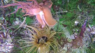 Rainbow Nudibranch (Dendronotus iris) Surprise Attacks Tube Dwelling Anemone like a Slug Ninja!