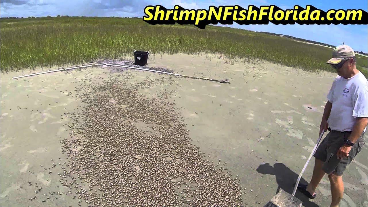 How To Catch Fiddler crabs, The Fiddler Crab Roundup Part 2 of 2 YouTube