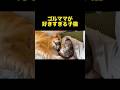 ゴルママが好きすぎてバイオレンスになっちゃう子猫ww【ゴールデンレトリバー・保護子猫】