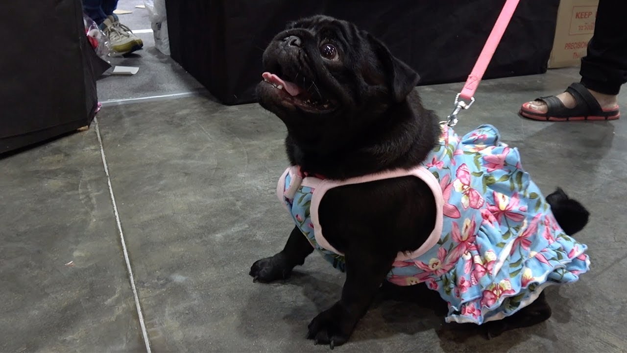 black pug clothes