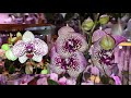 Обзор | Купила Шесть Шикарных Орхидей | "Леруа Мерлен" на Красносельской