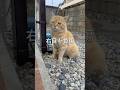庭に来る猫 目を負傷す #地域猫 #保護猫 #外猫