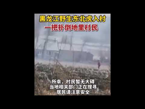 #黑龙江一野生东北虎袭击村民，拍碎车窗最后扬长而去（手机实拍第一视角）#东北村长:：大郎你弟弟呢？