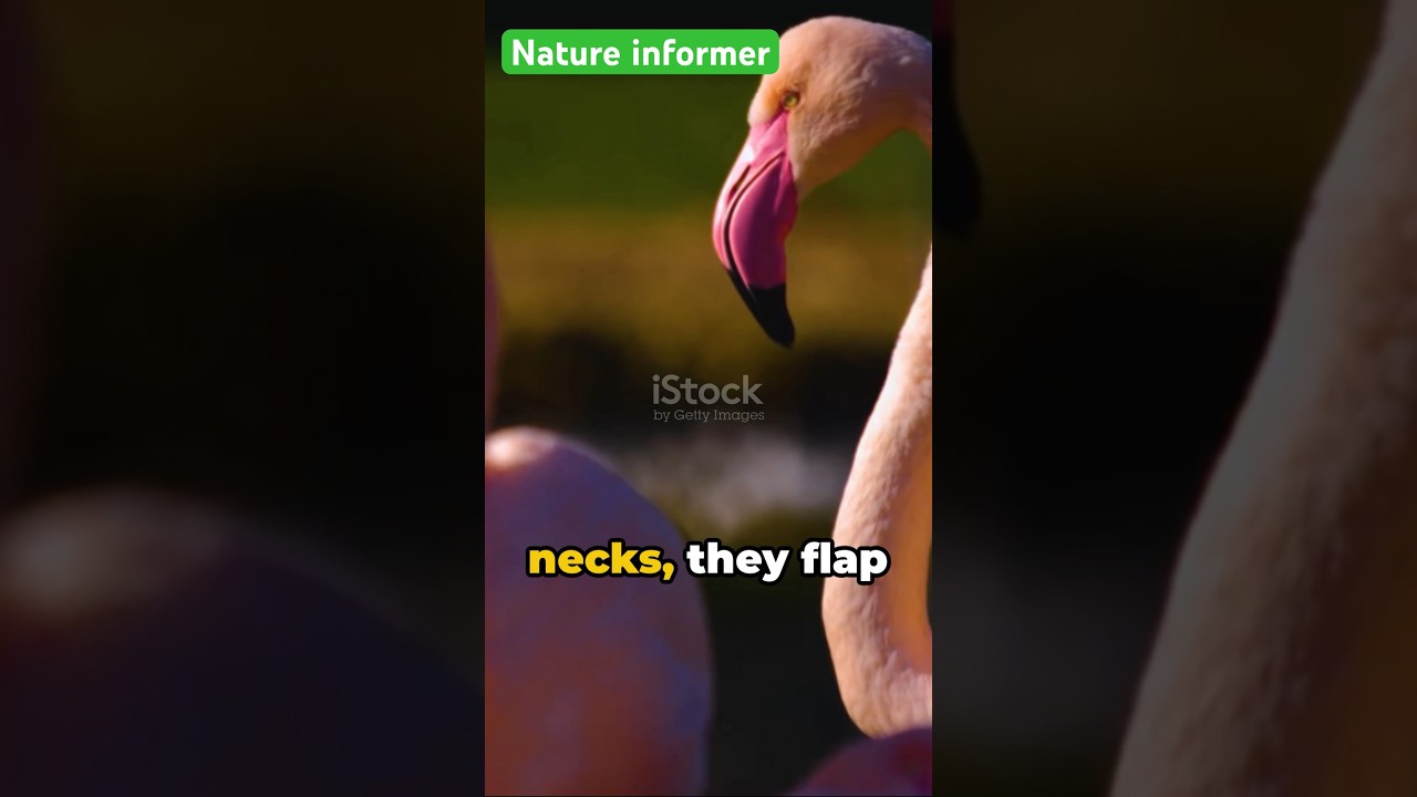 Majestic Mating Rituals- The Amazing Courtship Dance of Flamingos