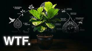 Le cycle de vie "impossible" des plantes d'intérieur