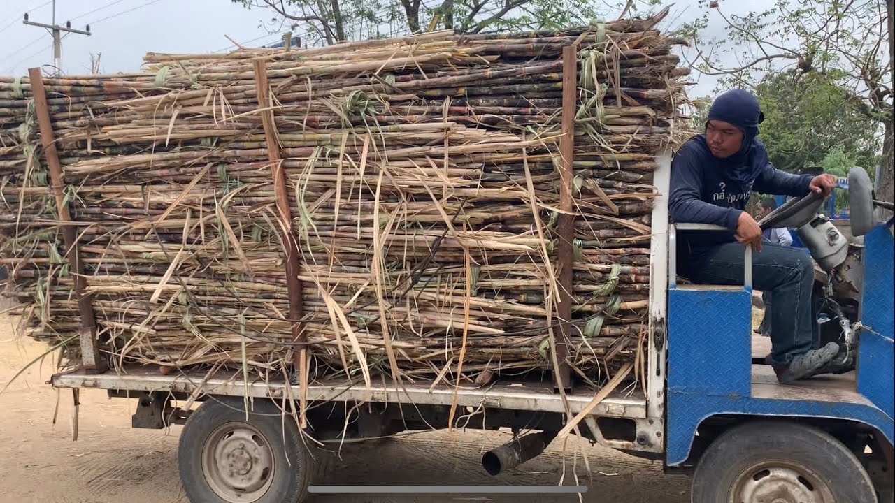 แบกมาแบบเต็มๆ แต่ละคัน#รถอีแต๋น #อ้อย