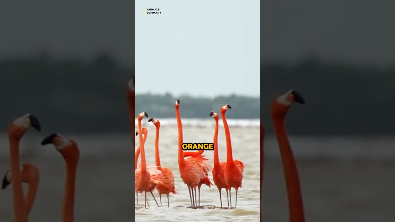 Why do Flamingos Change Color to White? 