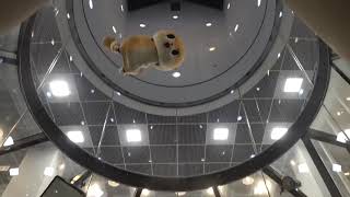 chiitan goes to the moon
