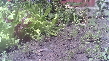 Garden Time-lapse taken with ESP32-CAM board (01/06/2020)