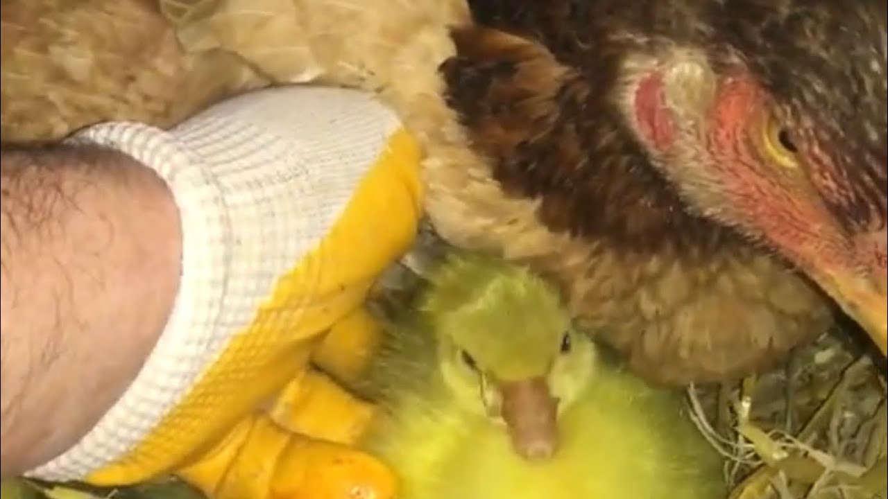 Mucize Kaz yavruları(mutlaka izleyin) miracle goose offspring #mucize  #Kaz  yavrusu (Bölüm 13)