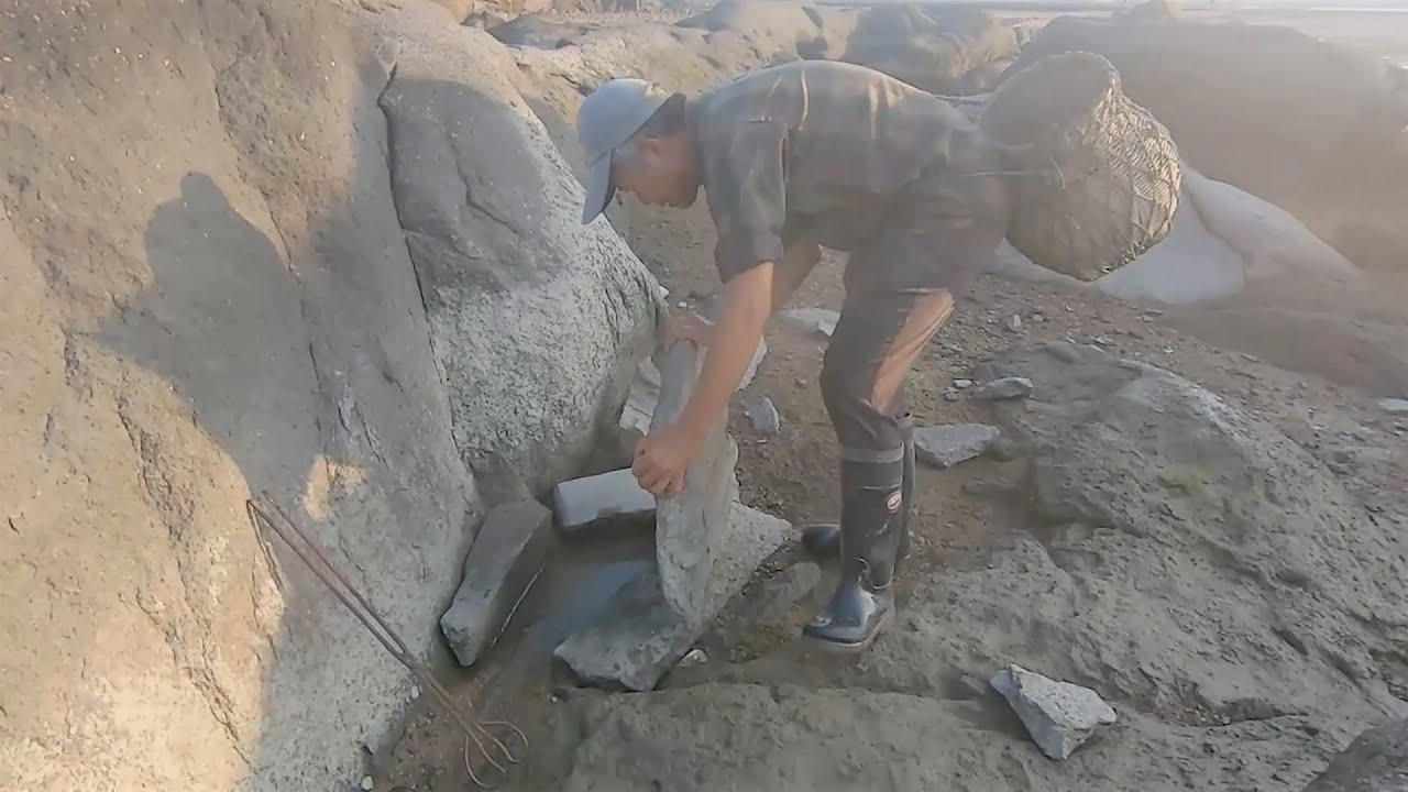 海边做了十几个陷阱，泰叔搬开石板来找海鲜，有没大货一捅就知道