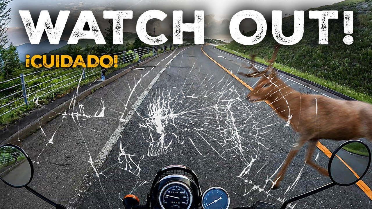 I run-in with wild deer while riding my motorcycle! |S1-E9| - YouTube