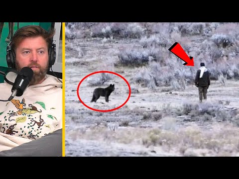 Man Approaches Wild Wolves in Yellowstone National Park