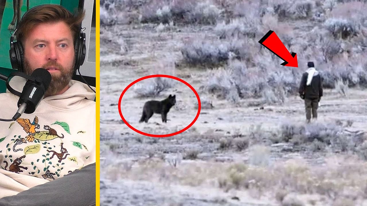 Man Approaches Wild Wolves in Yellowstone National Park