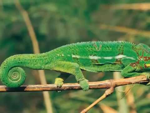 რეიუნიონი