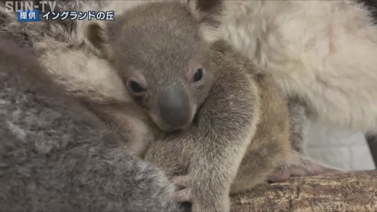コアラ様確認様になります 元気な男の子の名前を」コアラの赤ちゃん名前募集 淡路島 来園者による