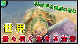 世界の長寿生物トップ10！ 室町時代から現代まで生き残り、1位は1万年も生きられるとされた！