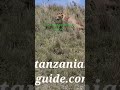 lions in ngorongoro Crater