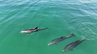 DJI Mini 4 Pro Dolphins in Rosarito Baja Puerto Nuevo Las Gaviotas 4K UHD