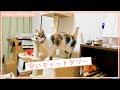キャットタワーは良く考えて買おう…FEANDREAの猫タワーを購入 / 今日のミキティ#5