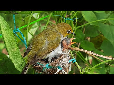 White Eye feeding WHITE GRUB to Baby White in Nest ||| White eye baby ...