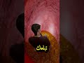 إزاي الضفدعة بترجع معدتها لبرا؟ 🤯