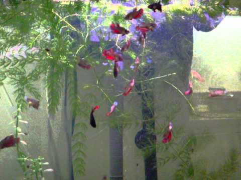 Betta Fish Fry Growth Chart