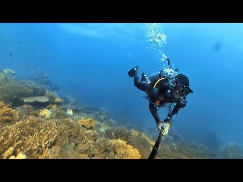 Dive Experience at Turtle Point, Tenggol Island