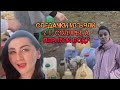 Начальница следствия украла 2т. солярки, Козьяков крышует воров.