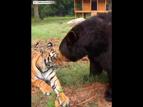 Video: Apakah semprotan beruang bekerja pada singa gunung?