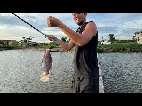 Một buổi chiều câu cá bên bờ ao
