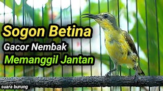 CUIT CUIT SOGON BETINA GACOR MEMANGGIL JANTAN, PENAIK EMOSI SOGON TROTOL GACOR METALIK JANTAN GACOR