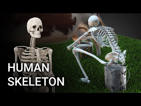 Human Skeleton under Different Situations (Use your Headphone)