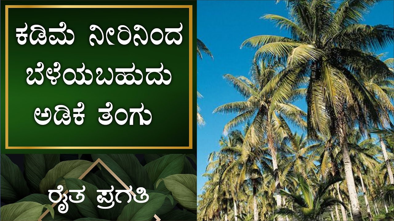 ನೈಸರ್ಗಿಕ ಕೃಷಿ | ಕಡಿಮೆ ನೀರಿನಿಂದ ಬೆಳೆಯಬಹುದು ಅಡಿಕೆ ತೆಂಗು | EP –17 | Natural Farming | Raitha Pragathi