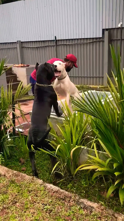 දෙන්නාට එක විදියට නං ඉන්න බෑ 🐶🐕🐕 #bawwa #doglove #trending #dogowners #viral #yourdog #fyp #foryou