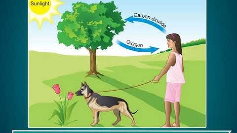 Incredible Science Class 3-Chapter 14-Page Number 142