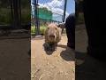 #capybara 🫶💞 #カピバラ #cute