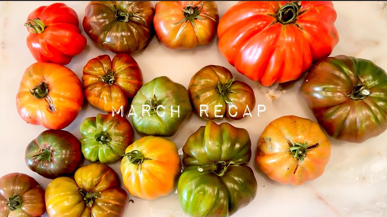 March Garden Recap: Tomatoes, Trellis Systems & Ecosystem Growth in Zone 10A