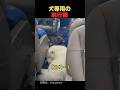 犬専用の飛行機