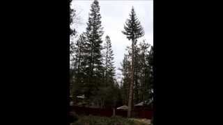 Spruce Removal
