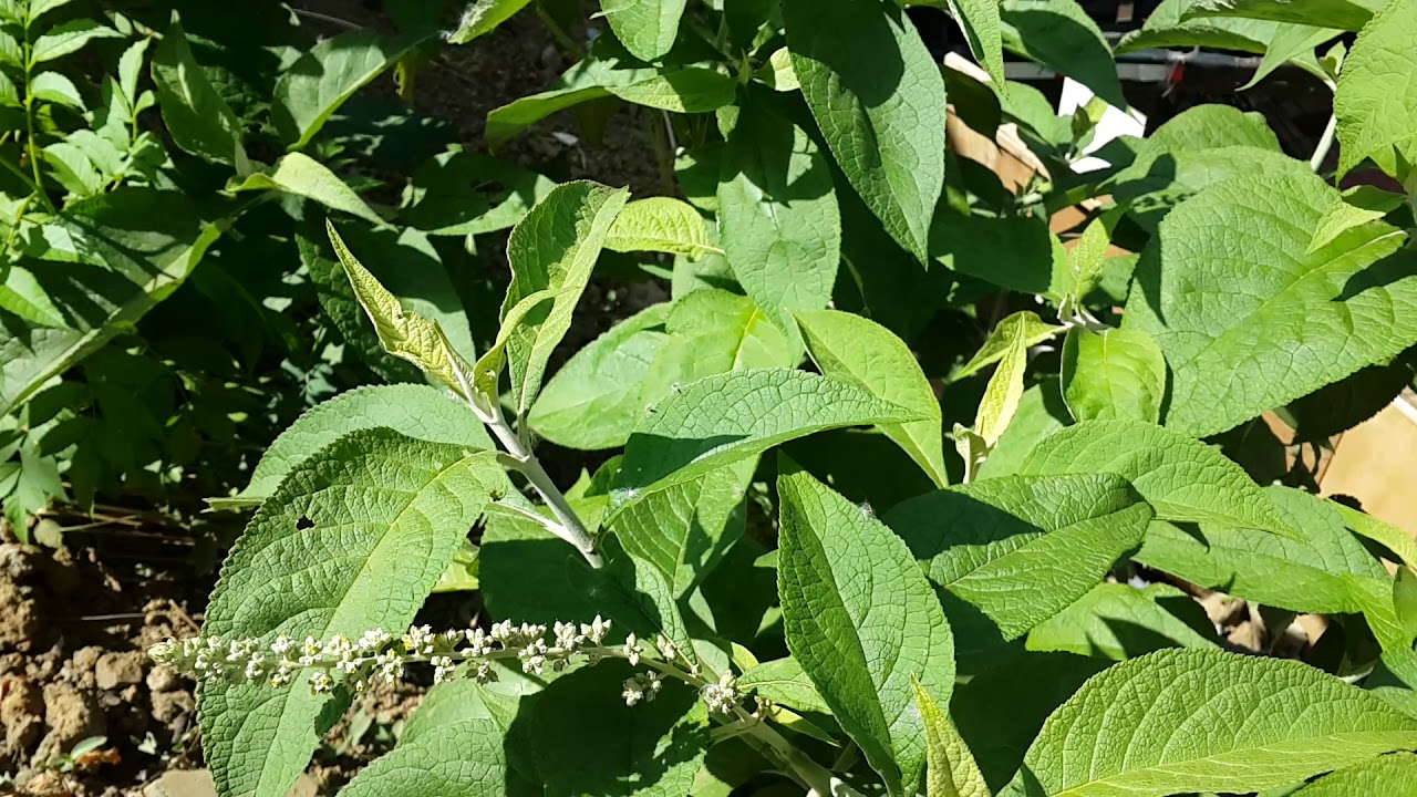 Cómo se llama esta planta y para q sirve YouTube
