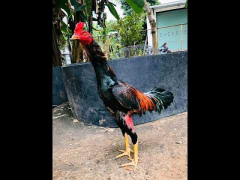 Những con gà đòn đẹp nhất | Foci