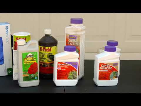 Wideo: Cedar Hawthorn Rust Treatment - Jak kontrolować rdzę cedru Hawthorn