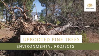 Uprooted Pine Trees | Environmental Projects
